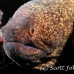 eel_moray_yellowmargin_db_h_0705_png2224.jpg